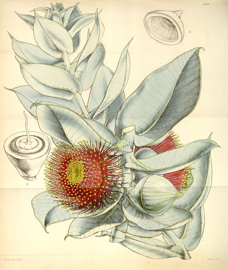 Walter Hood Fitch (1817 - 1892) - photo 1